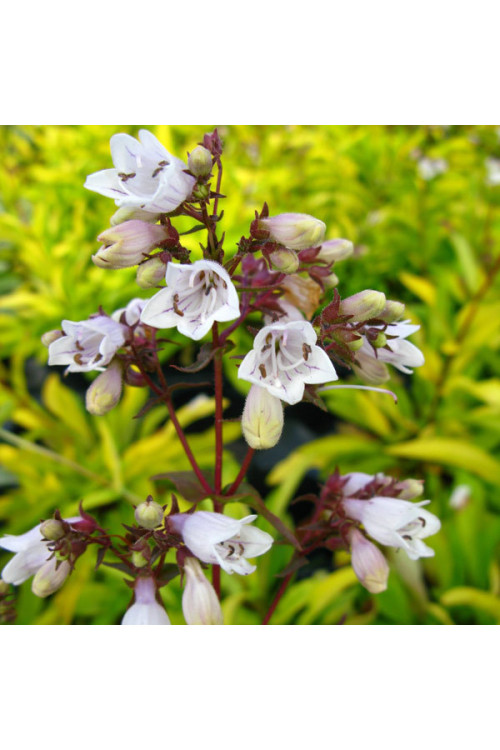 Penstemon 'Goldfinger' | Penstemon digitalis