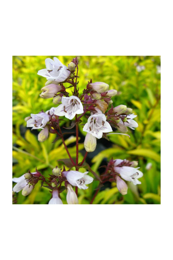 Penstemon 'Goldfinger' | Penstemon digitalis