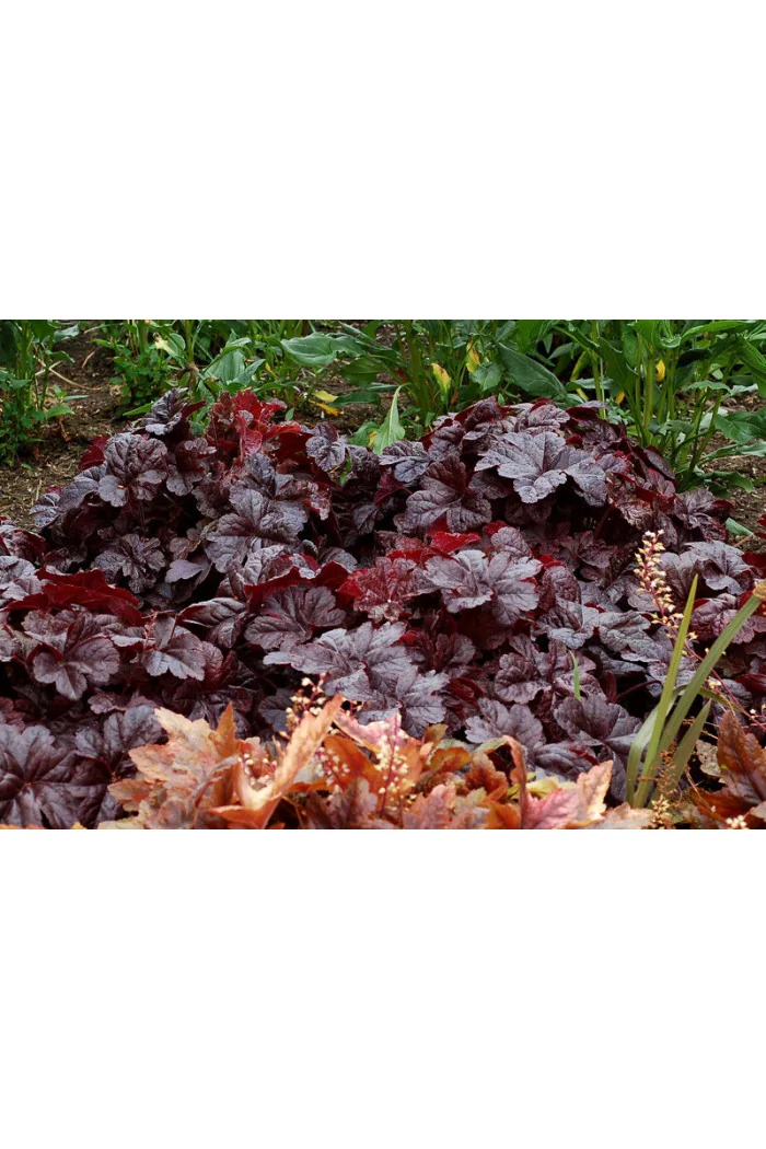 Żuraweczka (Żurawka) 'Onyx' | Heucherella