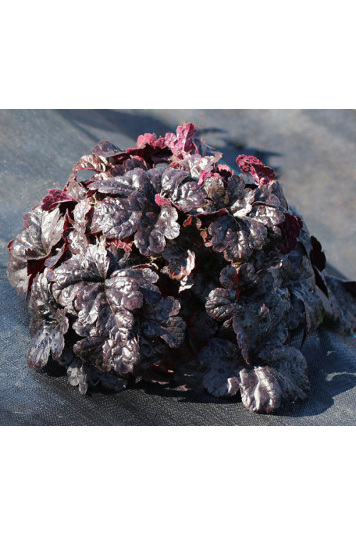 Żuraweczka (Żurawka) 'Onyx' | Heucherella