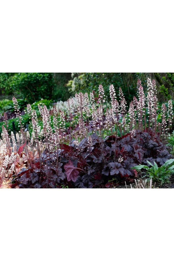 Żuraweczka (Żurawka) 'Onyx' | Heucherella