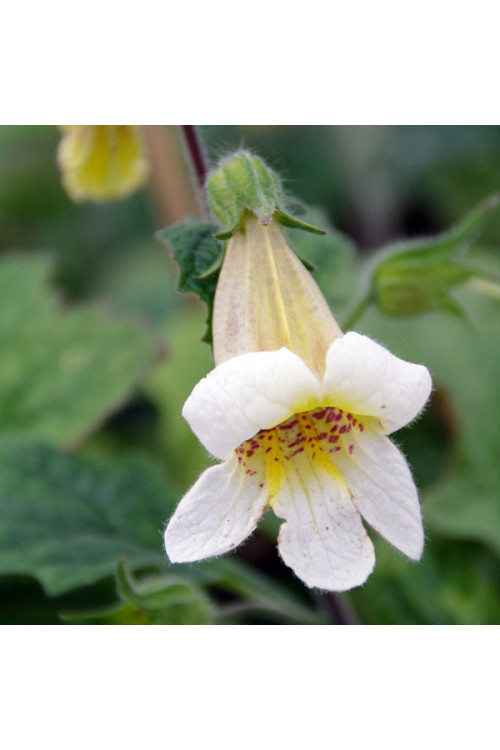 Rehmannia 'Schneetiger' Rehmannia