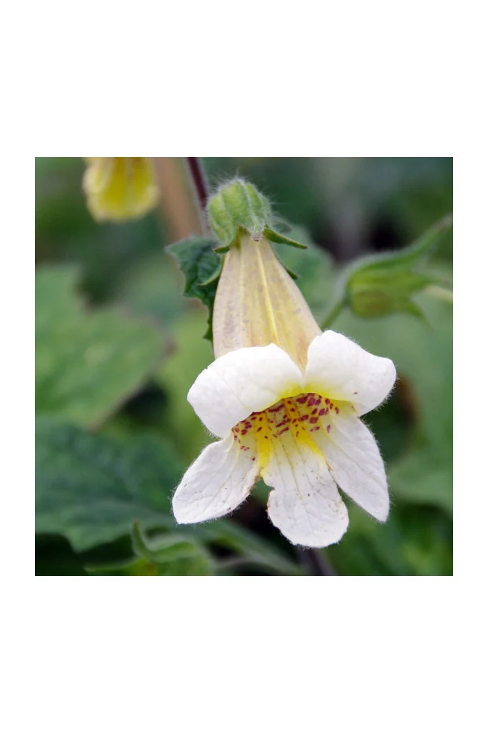 Rehmannia 'Schneetiger' Rehmannia