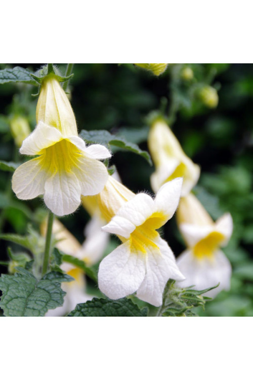 Rehmannia 'Schneetiger' Rehmannia