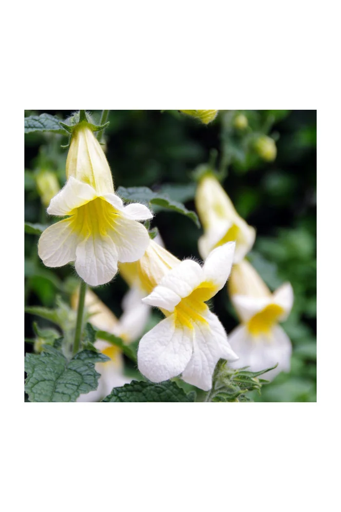 Rehmannia 'Schneetiger' Rehmannia