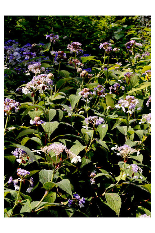 Hortensja otulona | Hydrangea involucrata