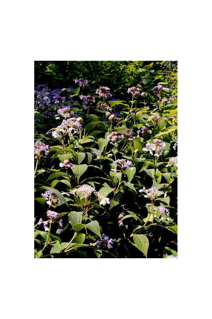 Hortensja otulona | Hydrangea involucrata