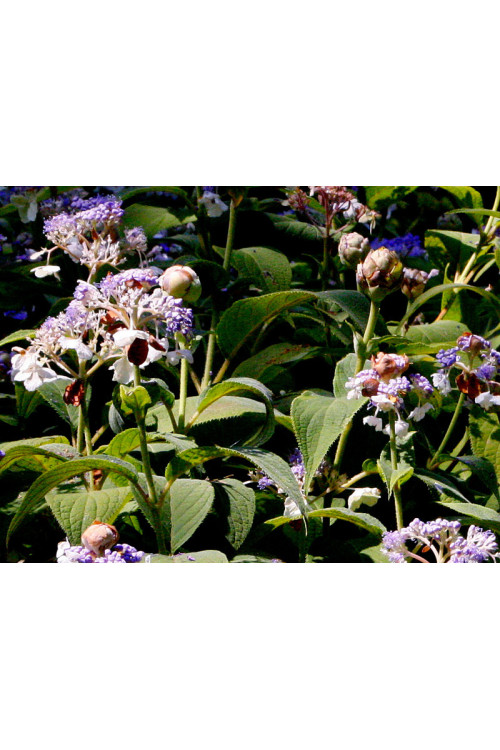 Hortensja otulona | Hydrangea involucrata