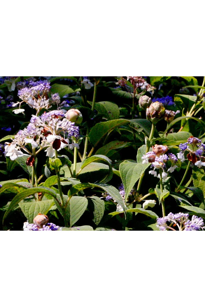 Hortensja otulona | Hydrangea involucrata