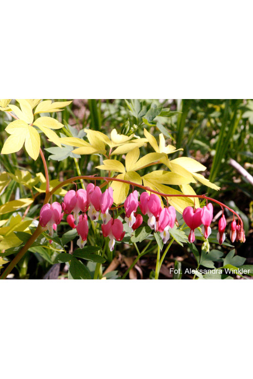 Serduszka okazała 'Gold Heart' | Dicentra spectabilis