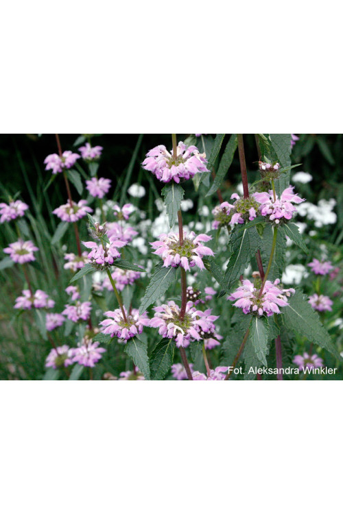 Żeleźniak kaszmirski Phlomis cashmeriana