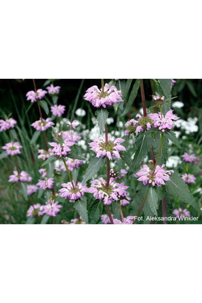 Żeleźniak kaszmirski Phlomis cashmeriana