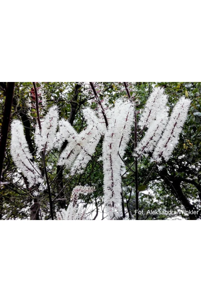 świecznica, świecznica Brunette, świecznica o ciemnych liściach, cimicifuga, pluskwica groniasta, actaea, pachnące kwiaty