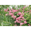 Hortensja drzewiasta 'Ruby Anabelle' | Hydrangea arborescens