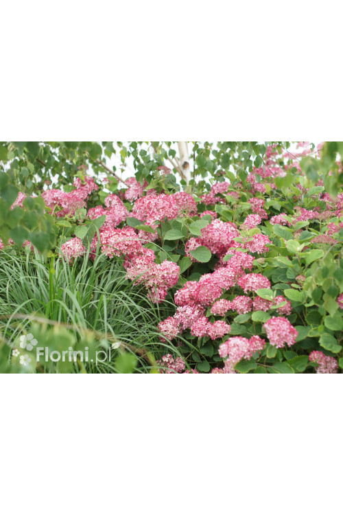 Hortensja drzewiasta 'Ruby Anabelle' | Hydrangea arborescens