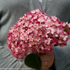 Hortensja drzewiasta 'Ruby Anabelle' | Hydrangea arborescens