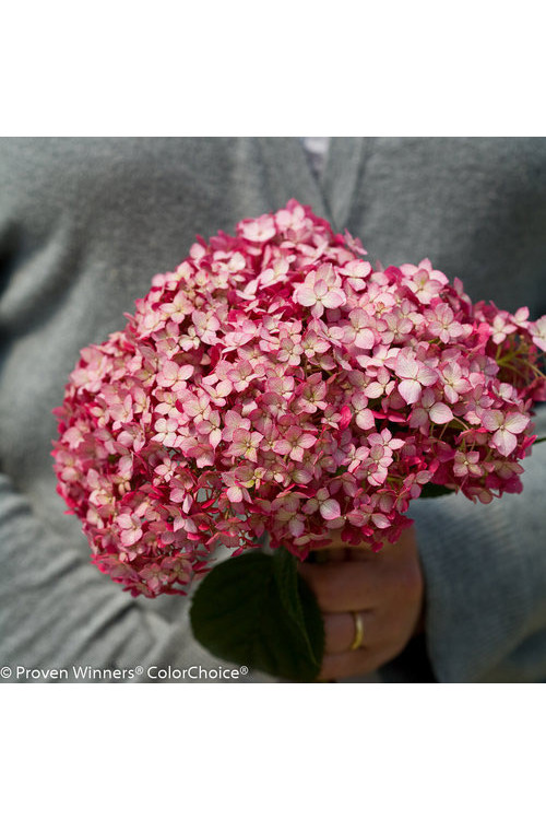 Hortensja drzewiasta 'Ruby Anabelle' | Hydrangea arborescens