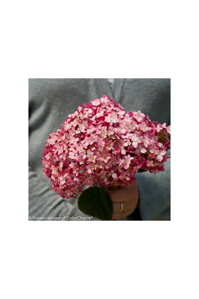 Hortensja drzewiasta 'Ruby Anabelle' | Hydrangea arborescens