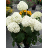 Hortensja drzewiasta 'Incrediball' (Strong Anabelle) | Hydrangea arborescens