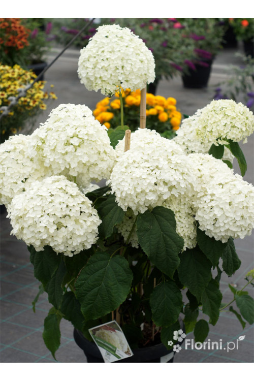 Hortensja drzewiasta 'Incrediball' (Strong Anabelle) | Hydrangea arborescens