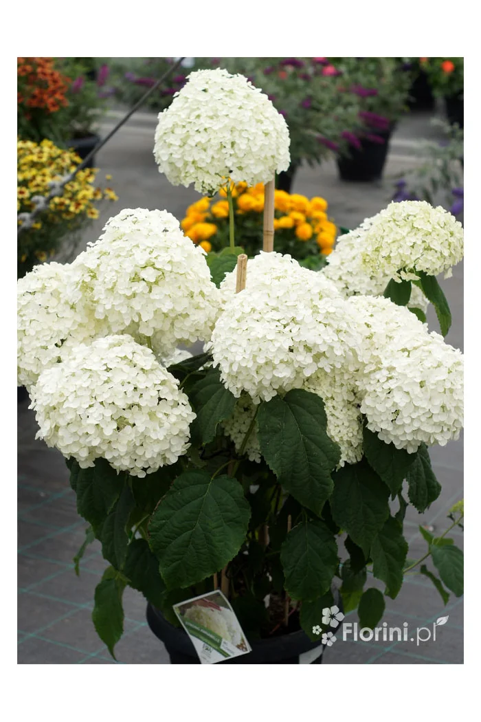 Hortensja drzewiasta 'Incrediball' (Strong Anabelle) | Hydrangea arborescens
