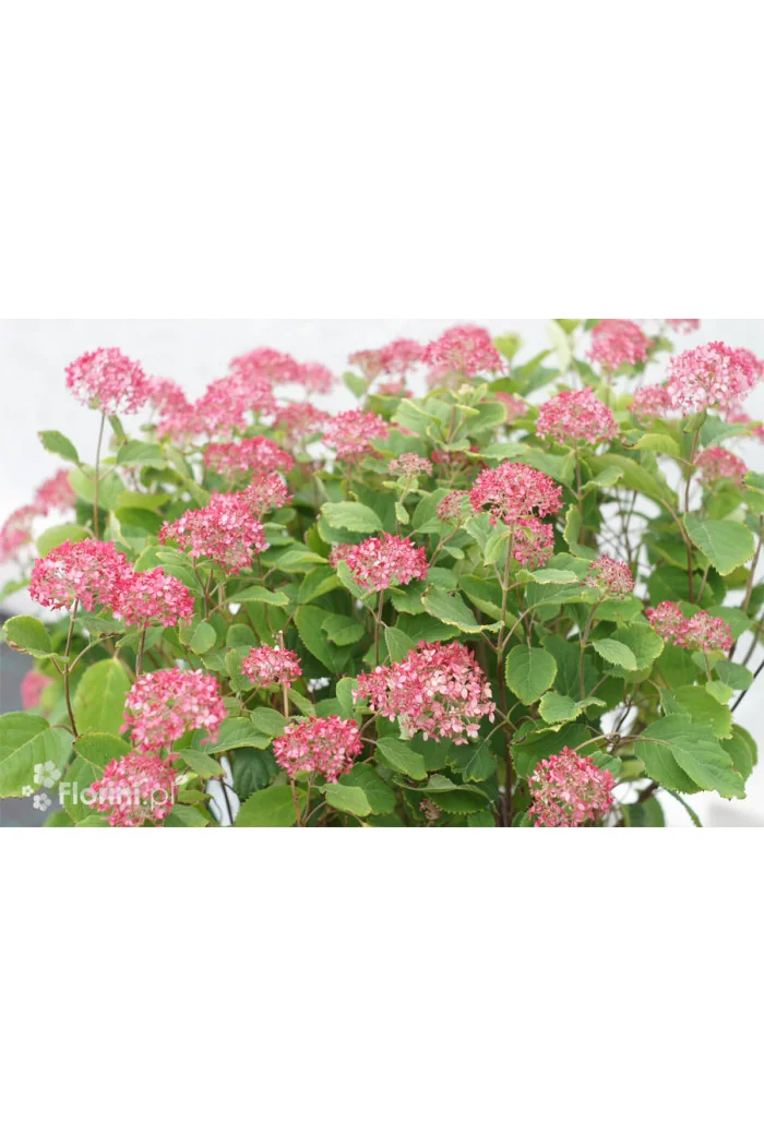 Hortensja drzewiasta 'Ruby Anabelle' | Hydrangea arborescens