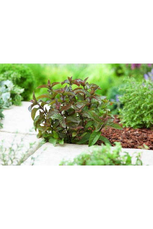 Mięta czekoladowa Mentha x piperita 'Chocolate'
