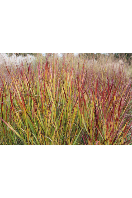 Proso rózgowate 'Shenandoah' | Panicum virgatum
