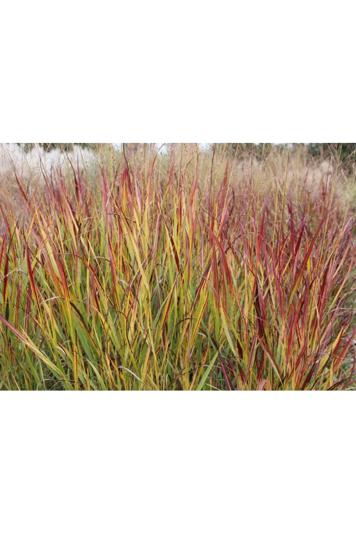 Proso rózgowate 'Shenandoah' | Panicum virgatum