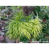 Hakonechloa 'All Gold' | Hakonechloa macra
