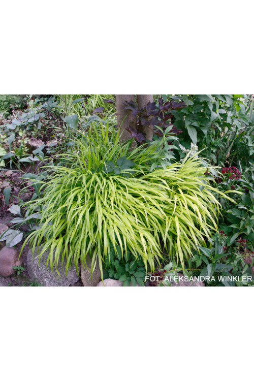 Hakonechloa 'All Gold' | Hakonechloa macra