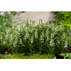 Szałwia Sensation 'Medium White' | Salvia