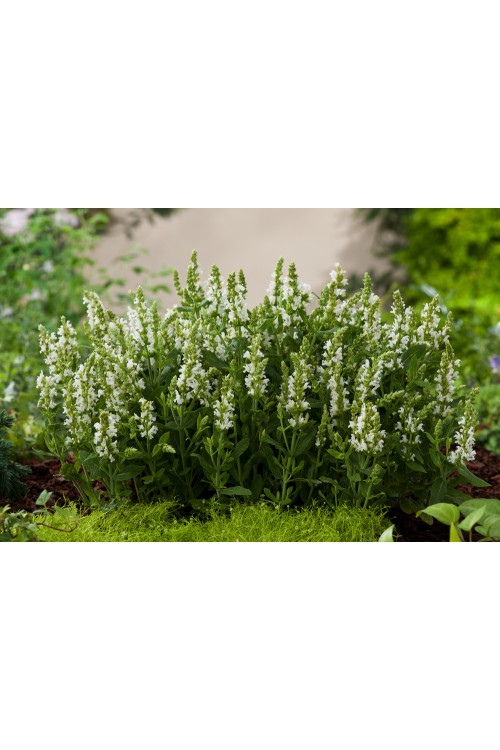 Szałwia Sensation 'Medium White' | Salvia