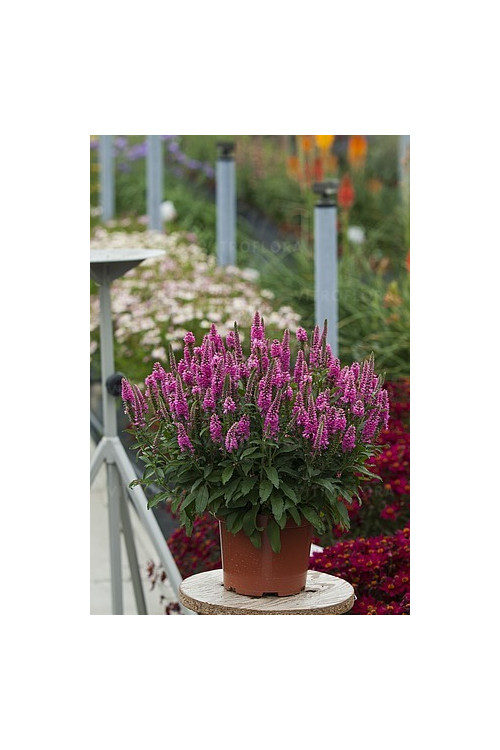 Przetacznik 'Bubblegum Candles' | Veronica spicata