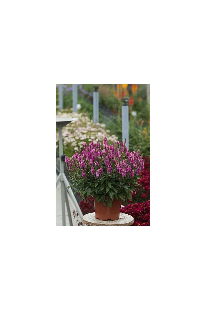 Przetacznik 'Bubblegum Candles' | Veronica spicata