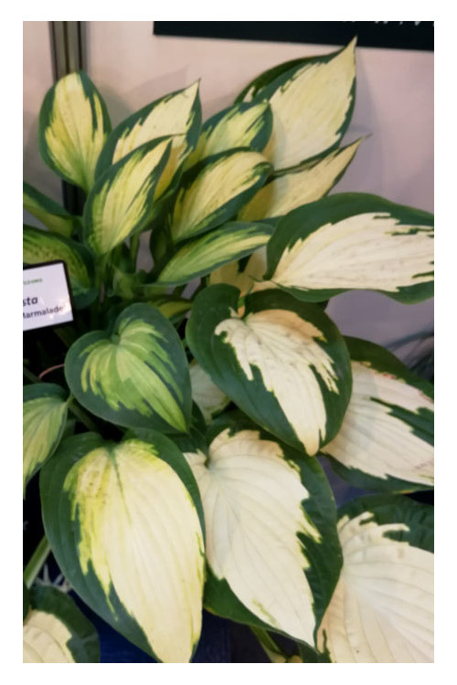 Funkia 'Orange Marmalade' | Hosta