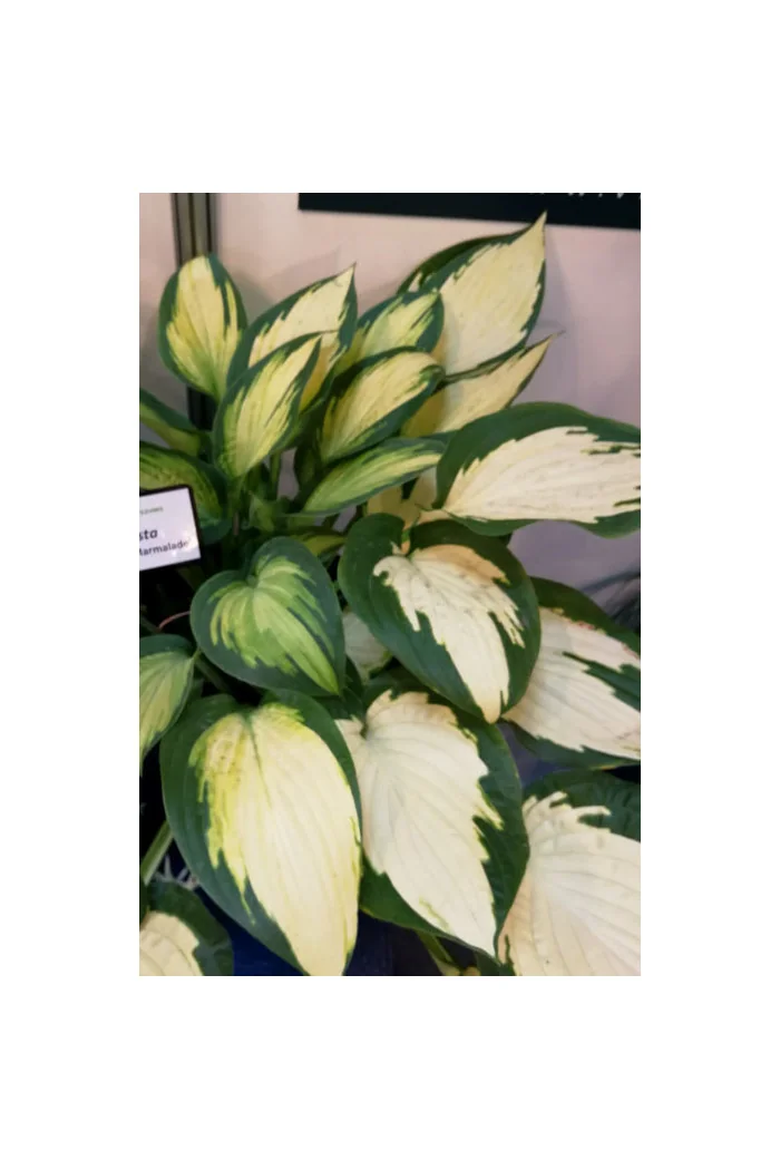 Funkia 'Orange Marmalade' | Hosta