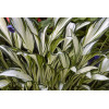 Funkia 'Fireworks' | Hosta