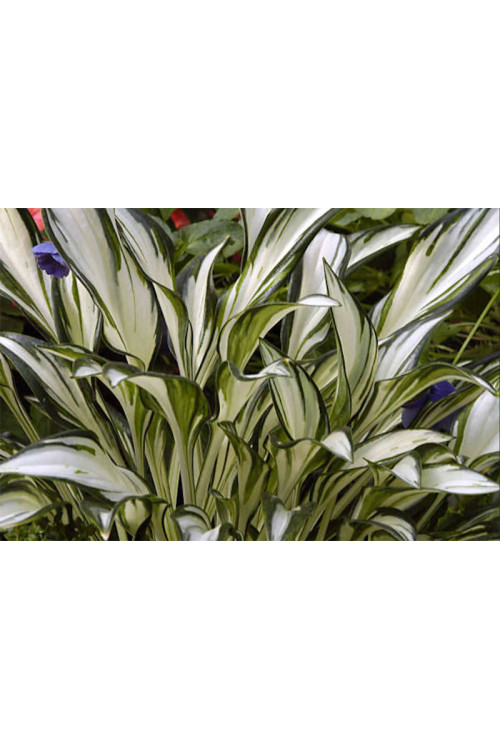 Funkia 'Fireworks' | Hosta