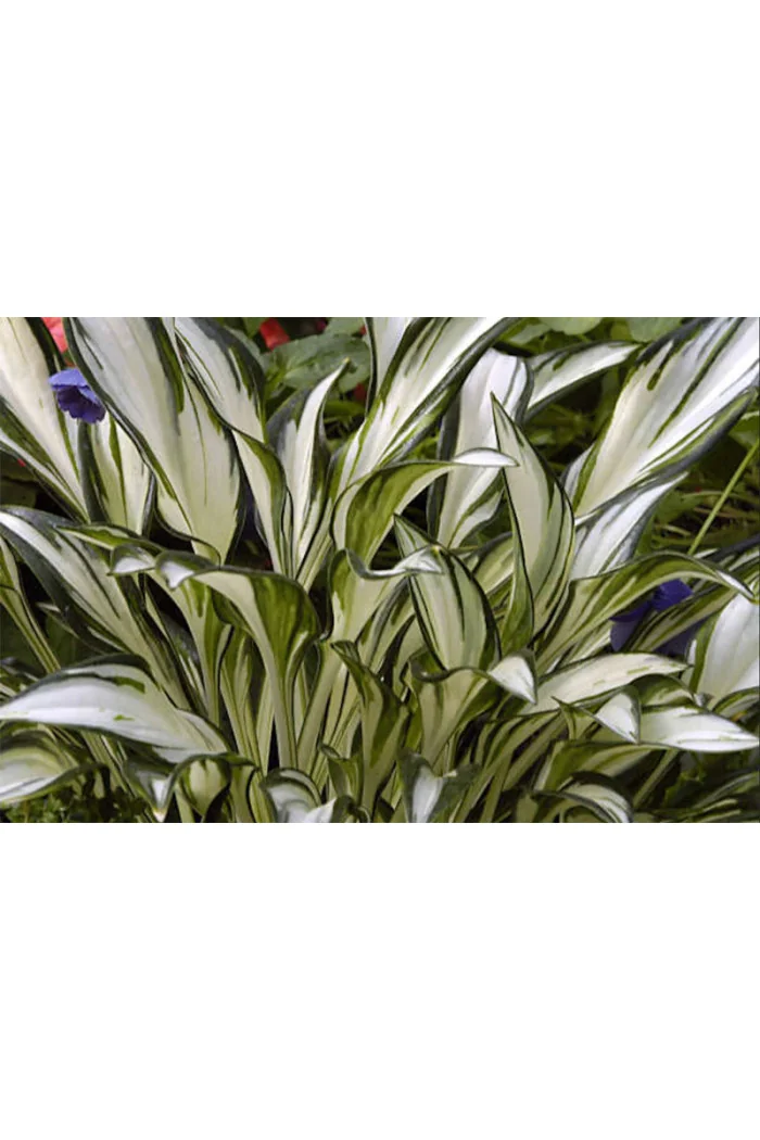 Funkia 'Fireworks' | Hosta
