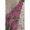 Przetacznik 'Bubblegum Candles' | Veronica spicata