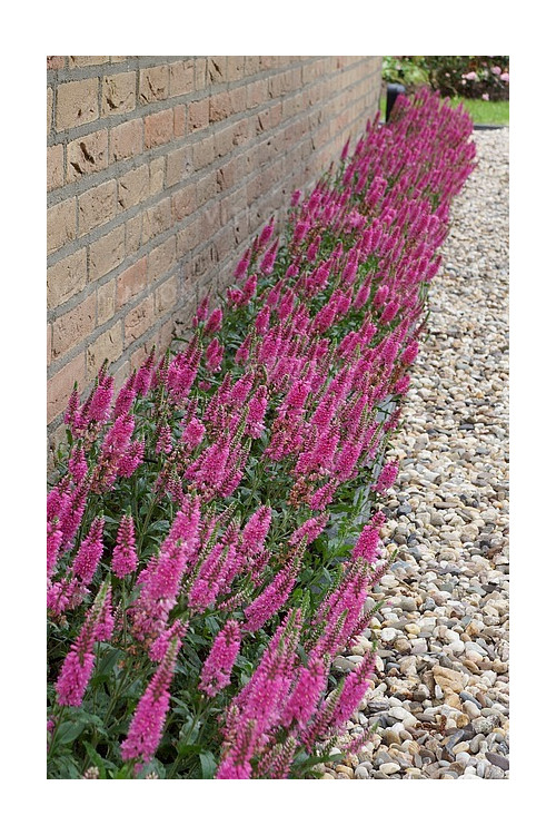 Przetacznik 'Bubblegum Candles' | Veronica spicata