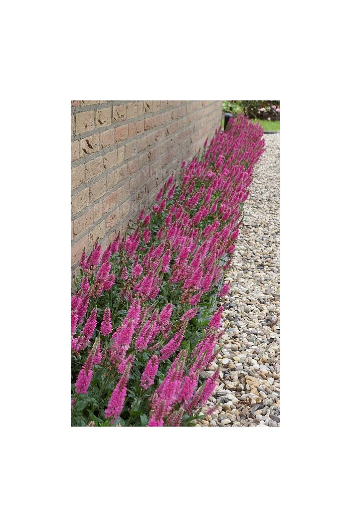 Przetacznik 'Bubblegum Candles' | Veronica spicata
