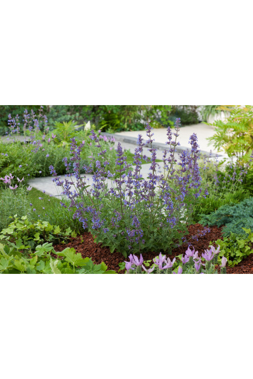 Kocimiętka Faassena 'Six Hills Giant' | Nepeta faassenii