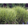 Miskant chiński 'Punktchen' | Miscanthus sinensis