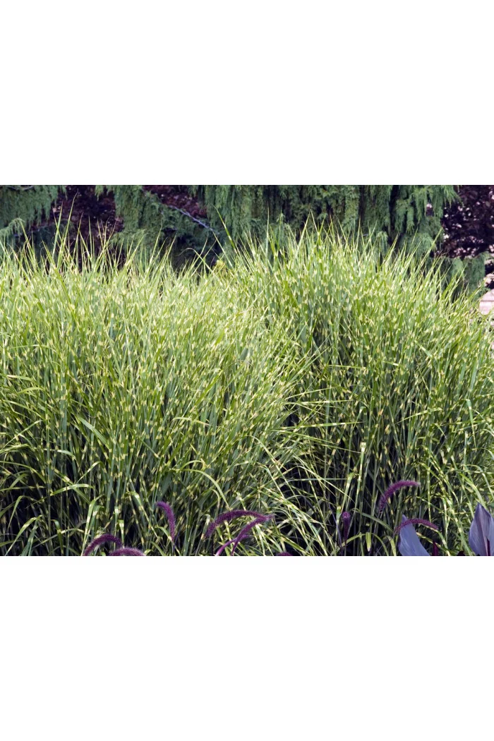 Miskant chiński 'Punktchen' | Miscanthus sinensis