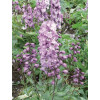 Ostróżka 'Magic Fountains Deep Rose White Bee' | Delphinium elatum