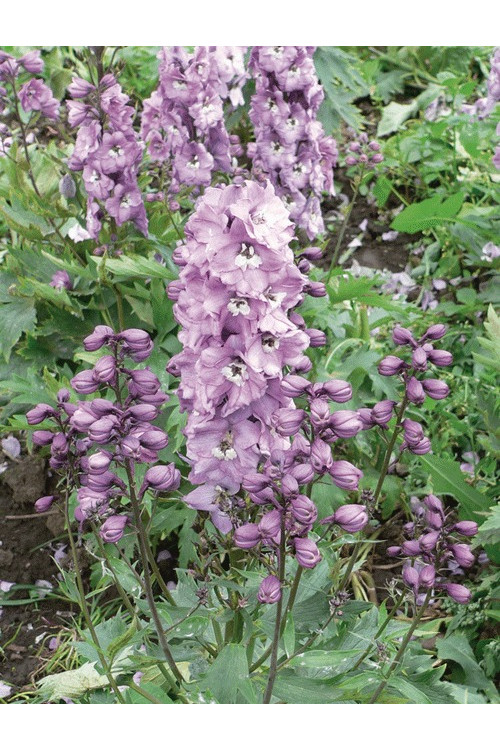 Ostróżka 'Magic Fountains Deep Rose White Bee' | Delphinium elatum