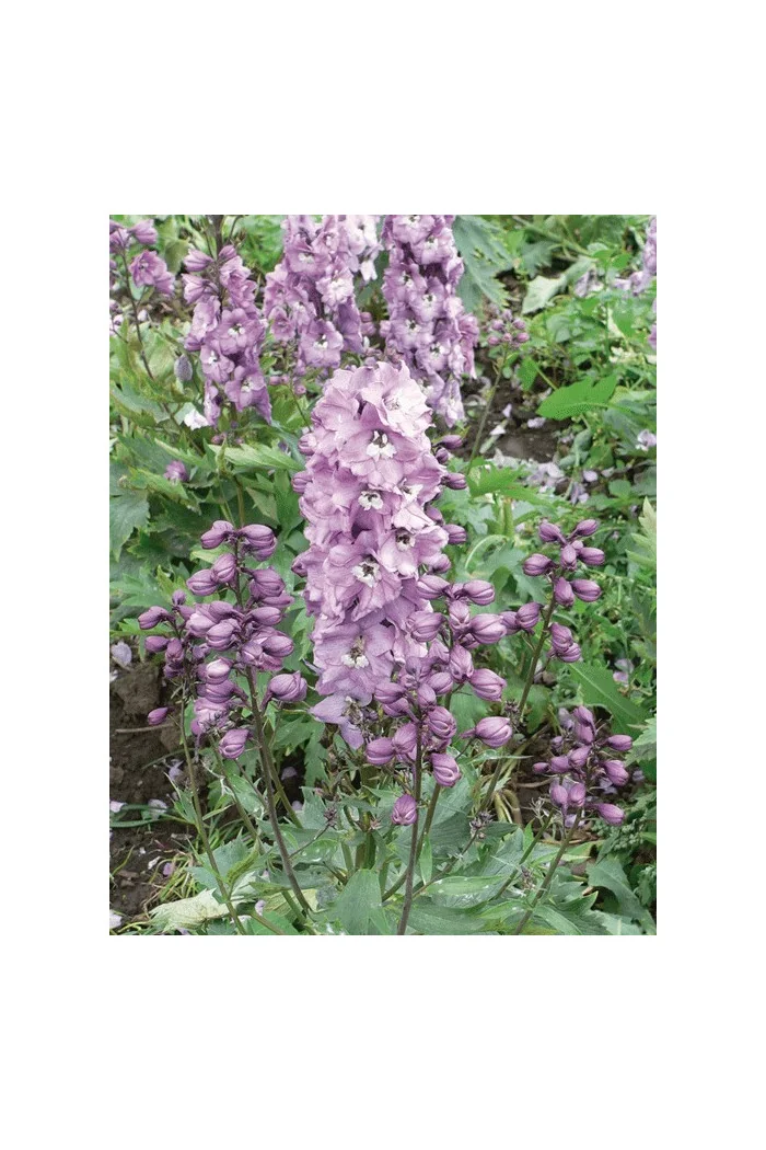 Ostróżka 'Magic Fountains Deep Rose White Bee' | Delphinium elatum