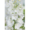 Ostróżka 'Magic Fountains White' Delphinium elatum